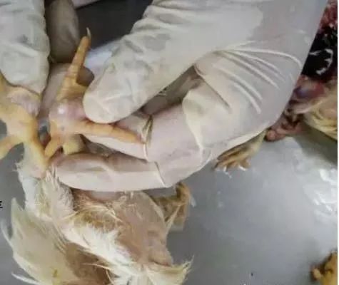 澳门十大电子游戏入口网站