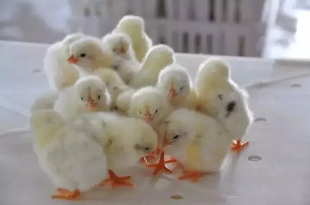 澳门十大电子游戏入口网站