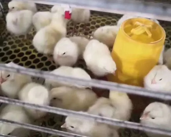 澳门十大电子游戏入口网站