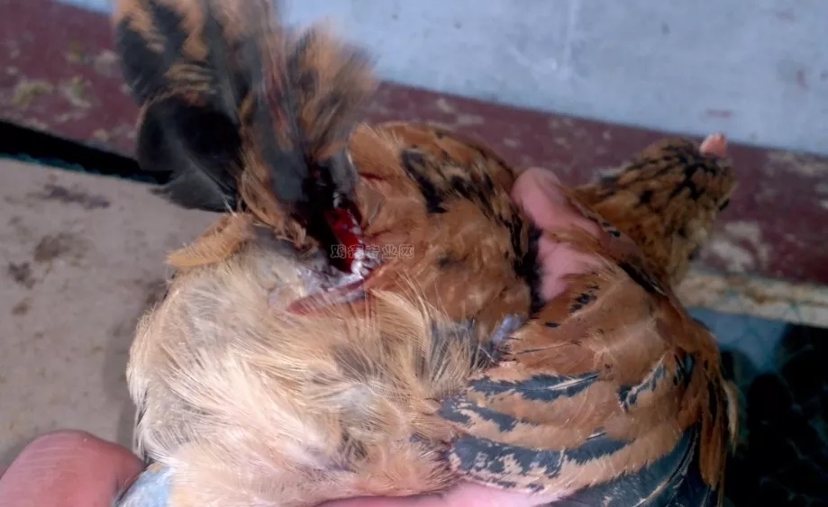 澳门十大电子游戏入口网站