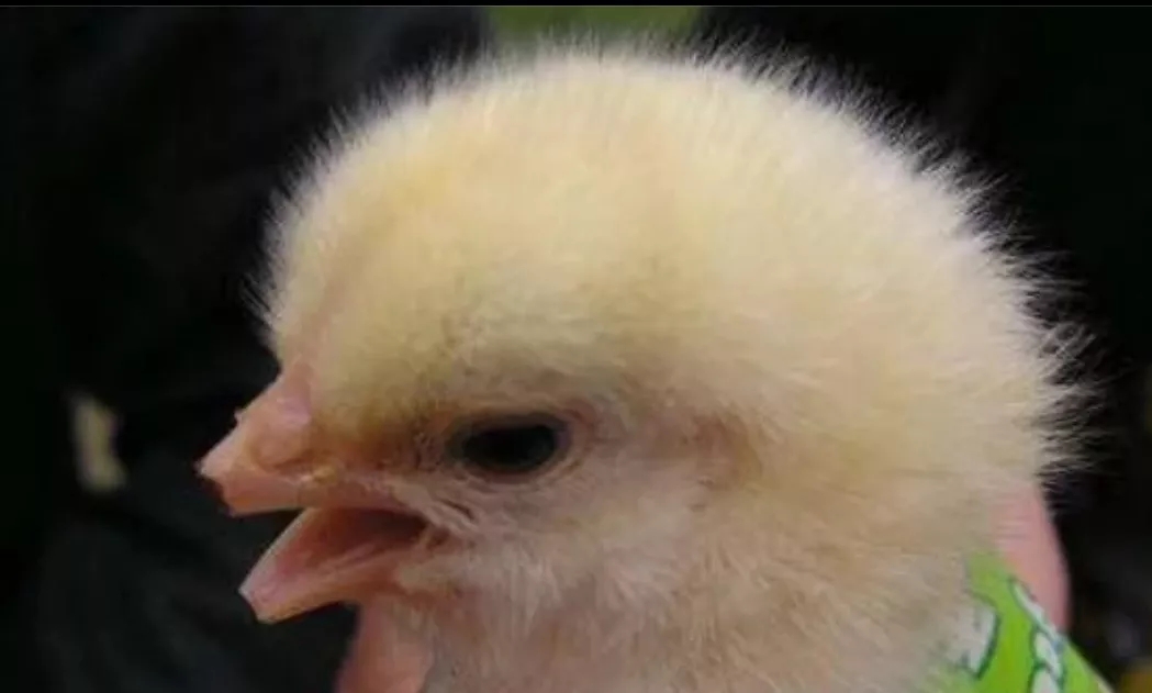 澳门十大电子游戏入口网站