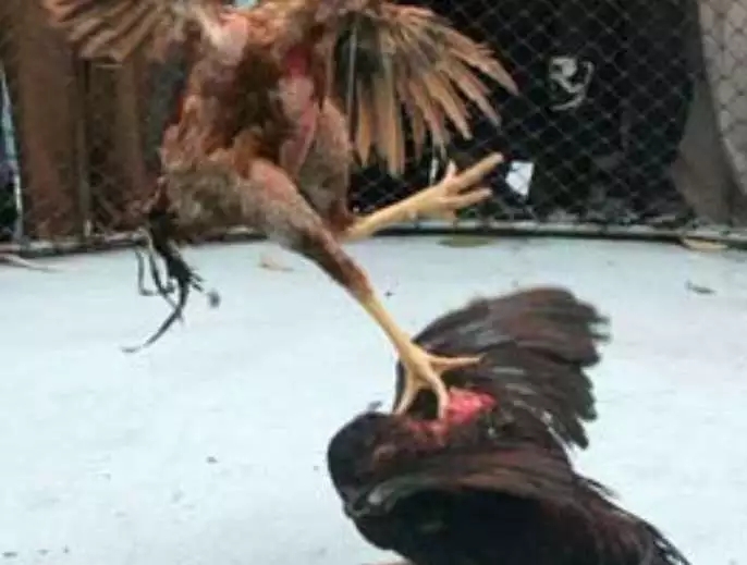 澳门十大电子游戏入口网站