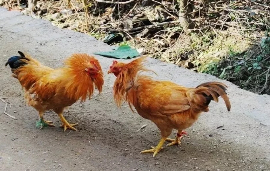 澳门十大电子游戏入口网站