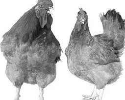 澳门十大电子游戏入口网站