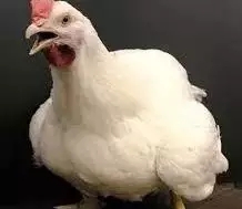 澳门十大电子游戏入口网站