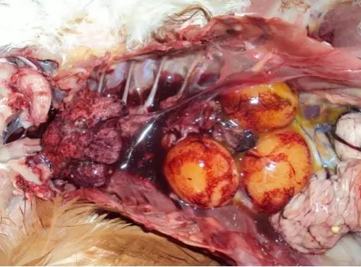 澳门十大电子游戏入口网站