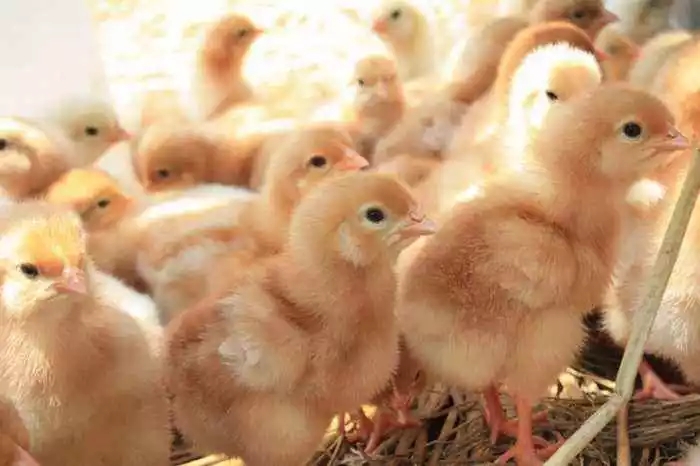 澳门十大电子游戏入口网站