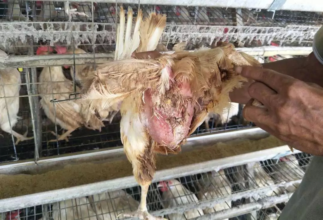 澳门十大电子游戏入口网站