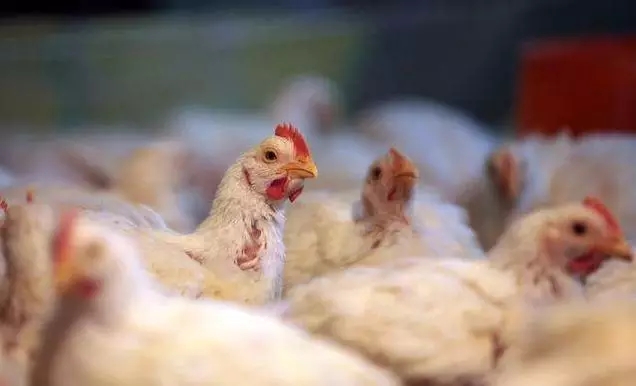 澳门十大电子游戏入口网站