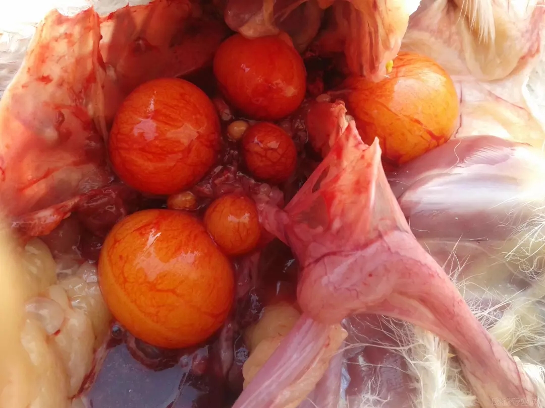 澳门十大电子游戏入口网站