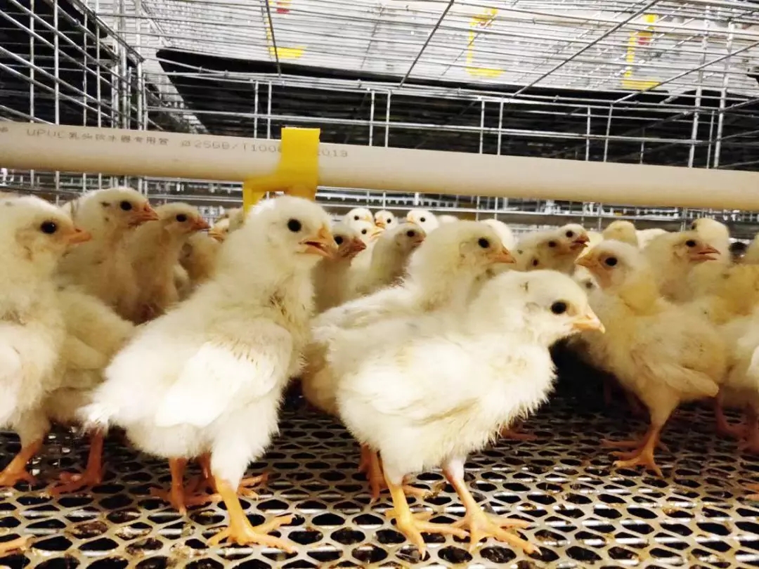 澳门十大电子游戏入口网站