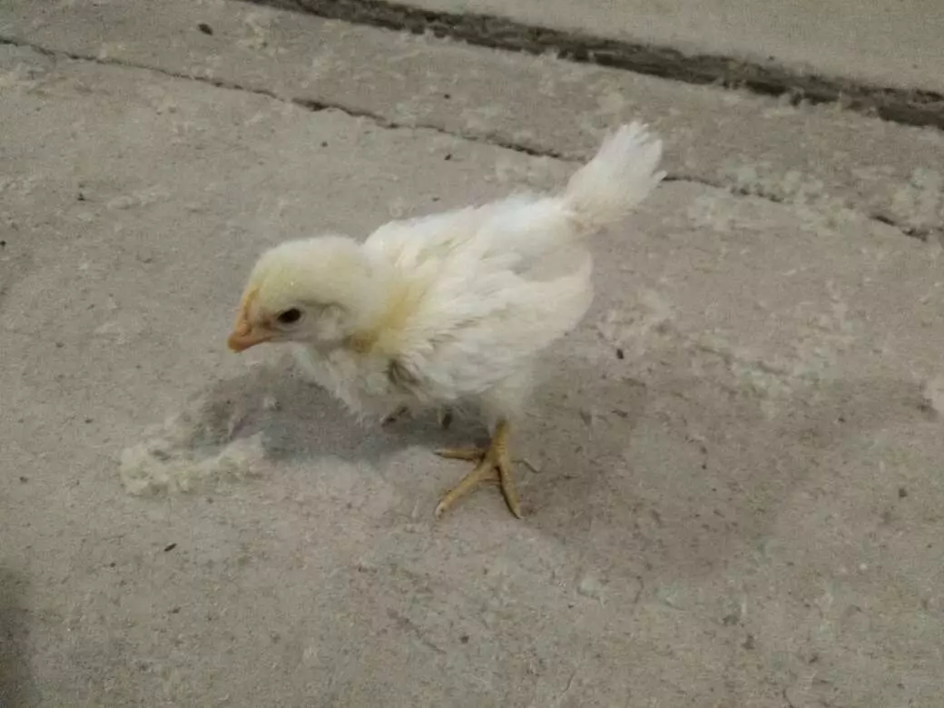 澳门十大电子游戏入口网站