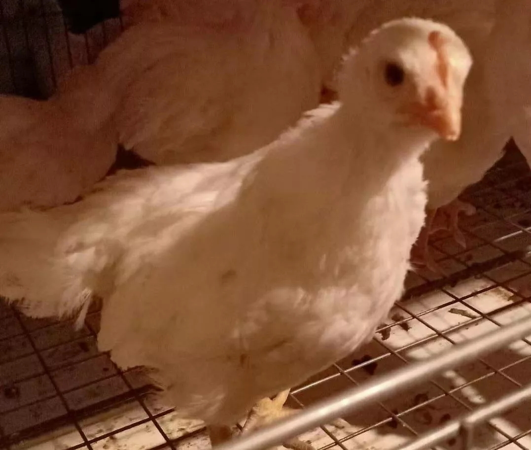 澳门十大电子游戏入口网站