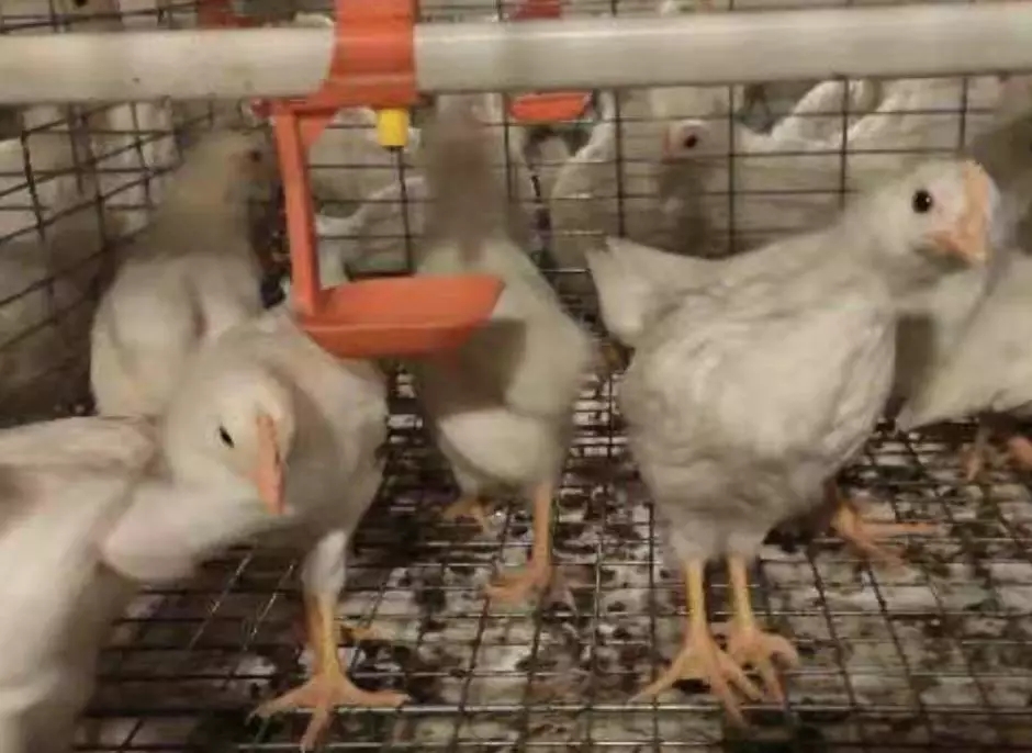 澳门十大电子游戏入口网站