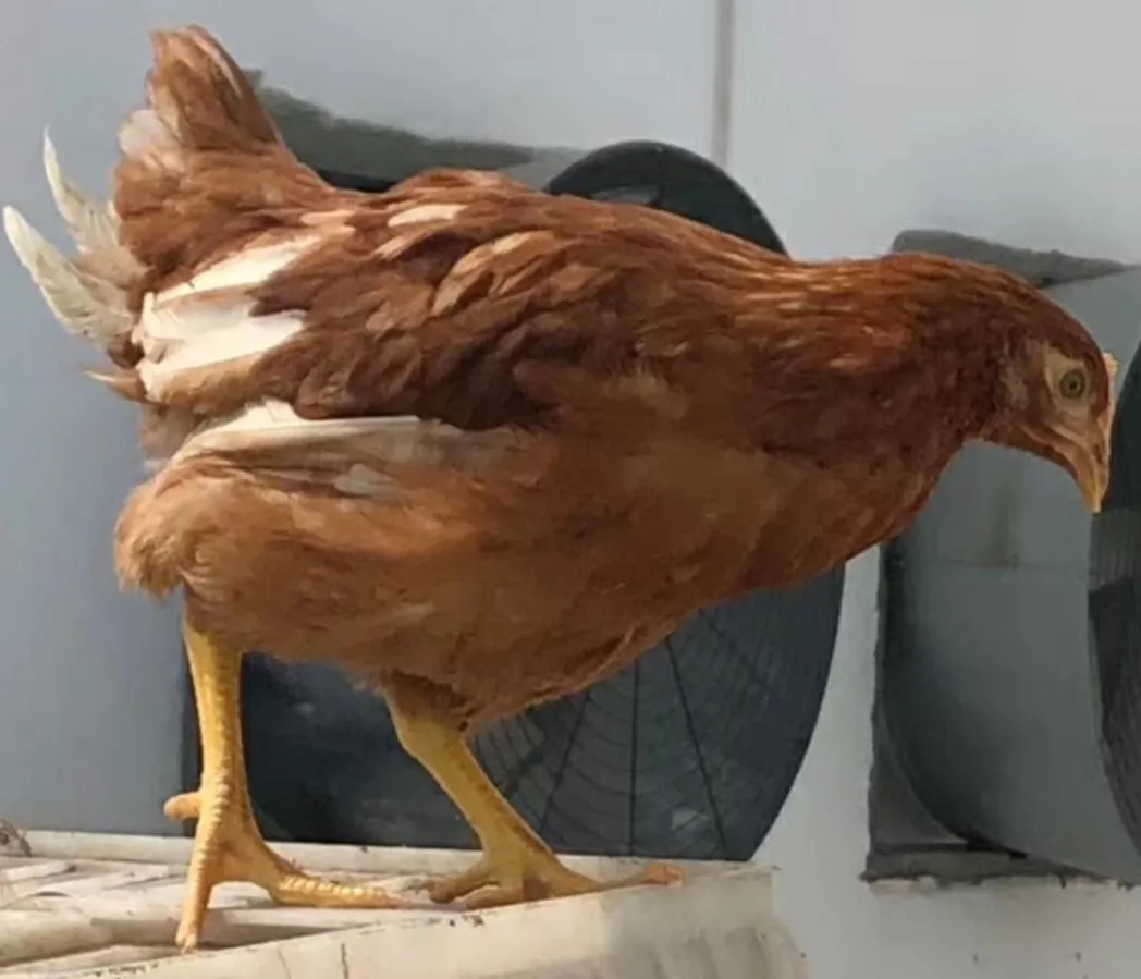 澳门十大电子游戏入口网站