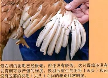 澳门十大电子游戏入口网站