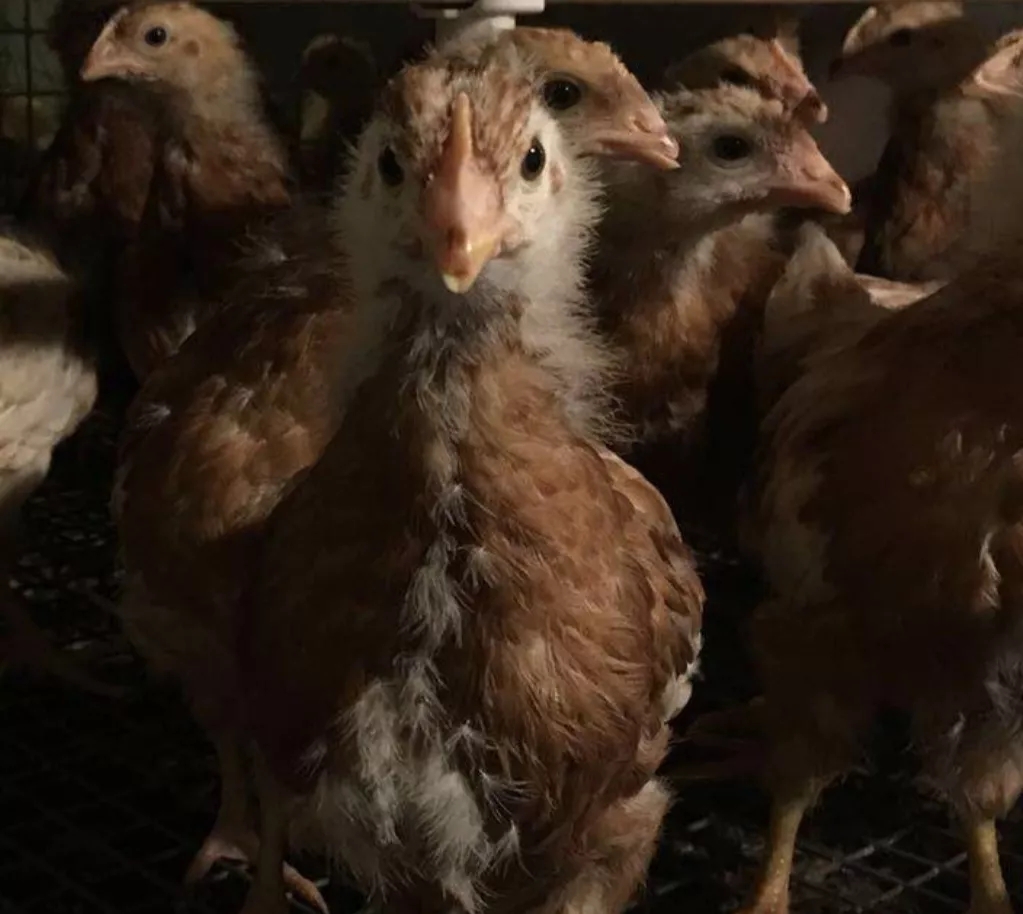 澳门十大电子游戏入口网站