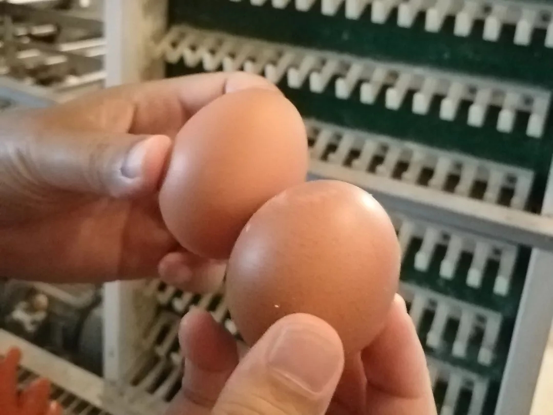 澳门十大电子游戏入口网站