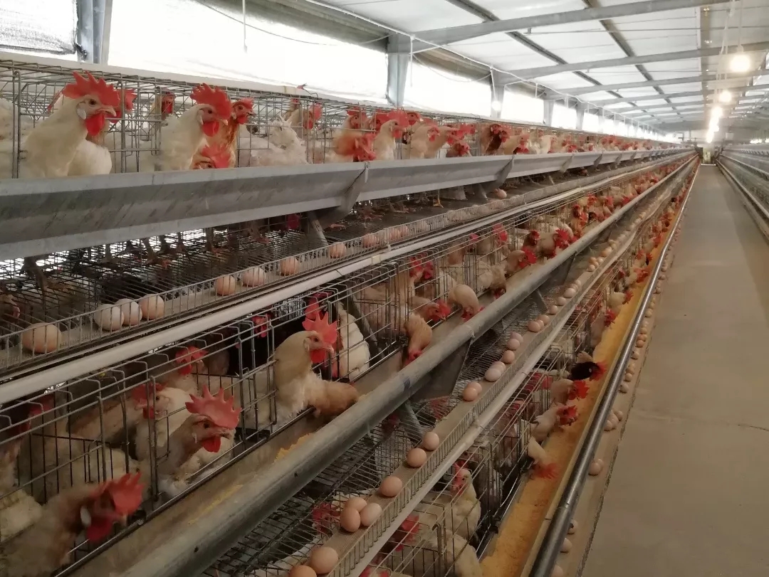 澳门十大电子游戏入口网站