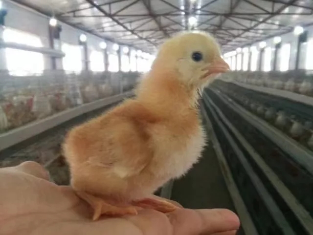 澳门十大电子游戏入口网站