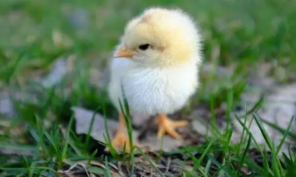 澳门十大电子游戏入口网站