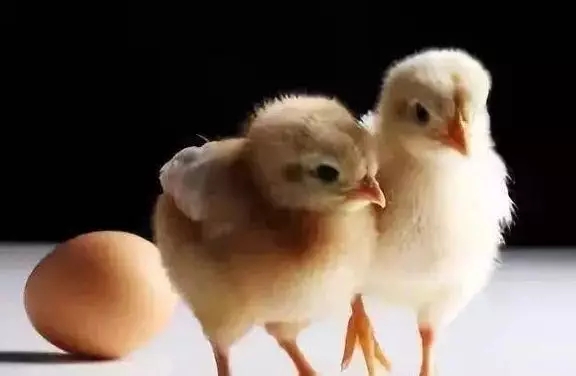 澳门十大电子游戏入口网站