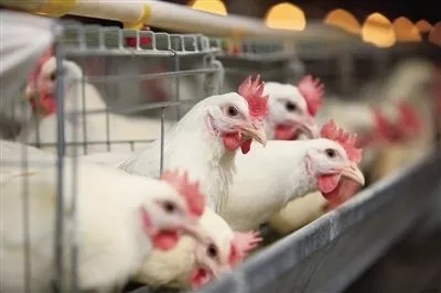 澳门十大电子游戏入口网站