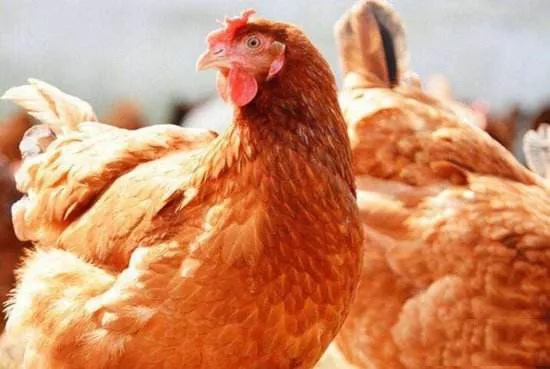 澳门十大电子游戏入口网站