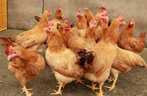 澳门十大电子游戏入口网站