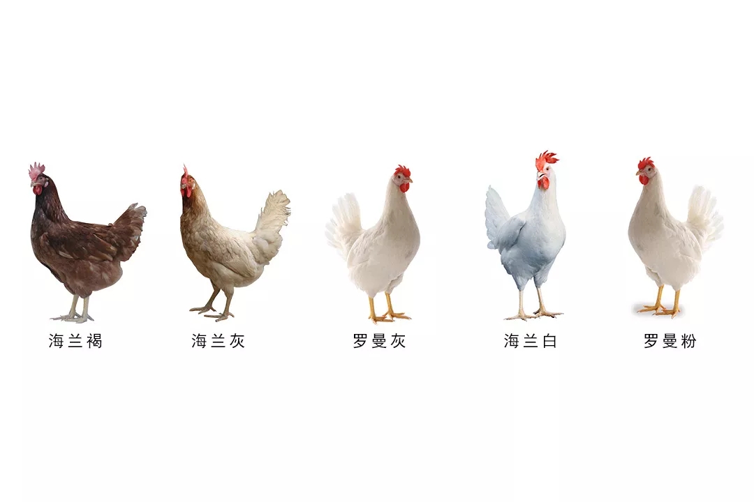 澳门十大电子游戏入口网站