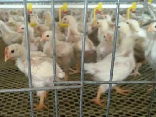 澳门十大电子游戏入口网站