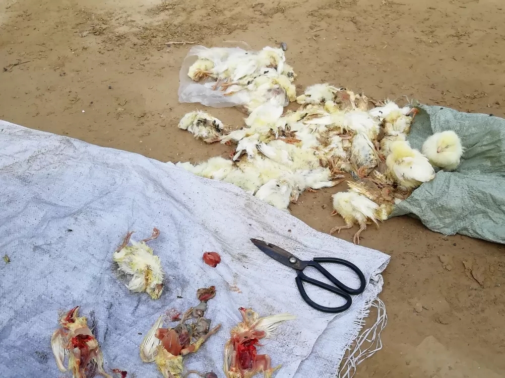 澳门十大电子游戏入口网站