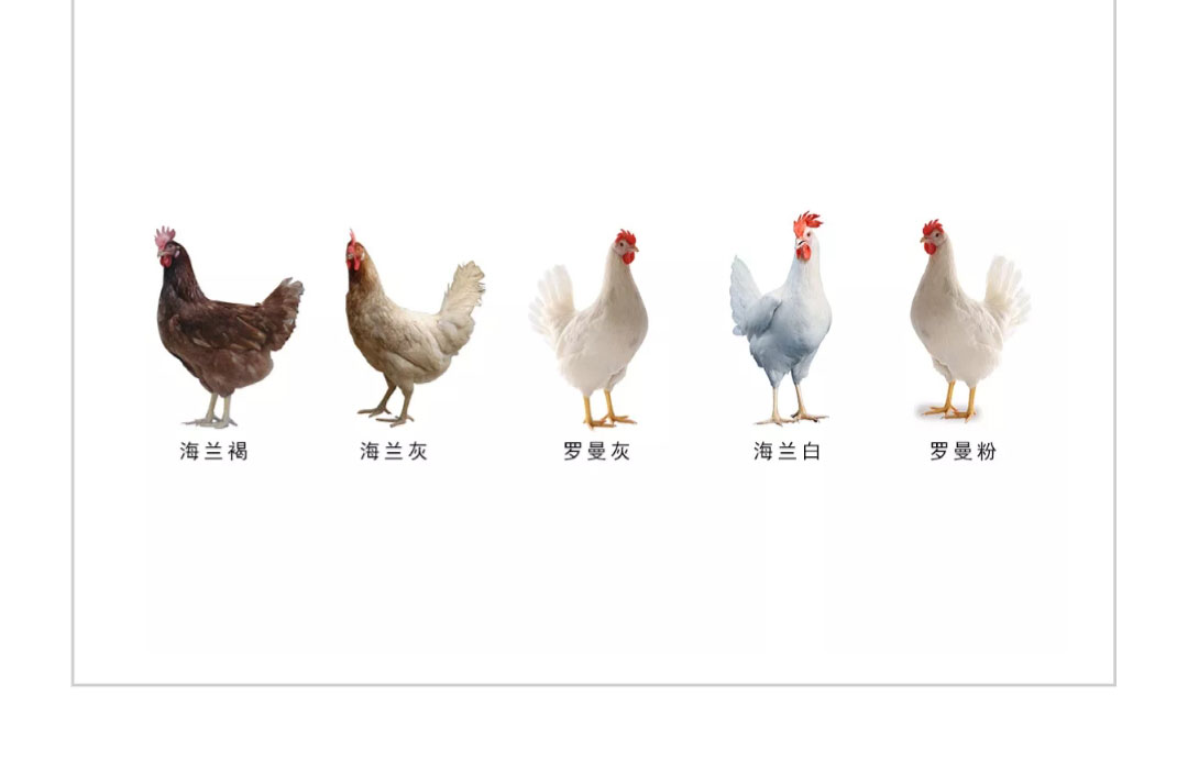 澳门十大电子游戏入口网站