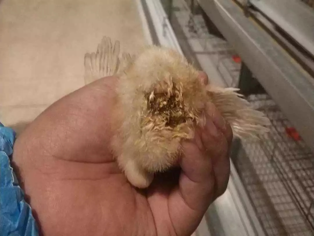 澳门十大电子游戏入口网站