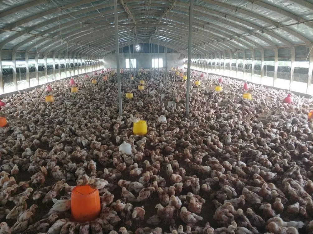 澳门十大电子游戏入口网站