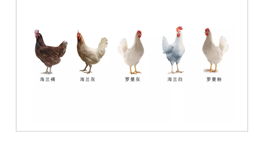 澳门十大电子游戏入口网站