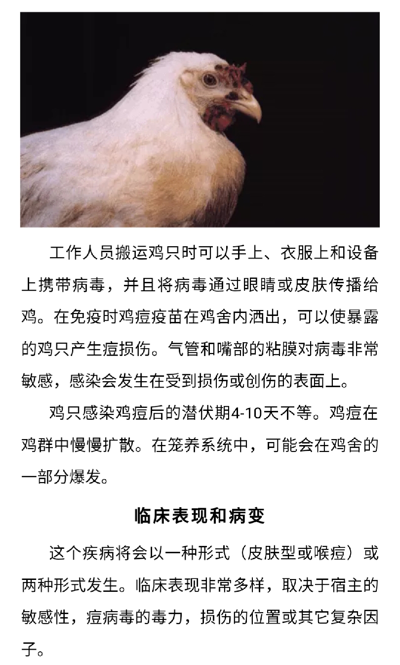 澳门十大电子游戏入口网站